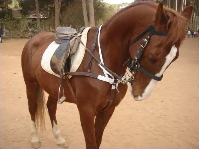 Quelle est cette race ?