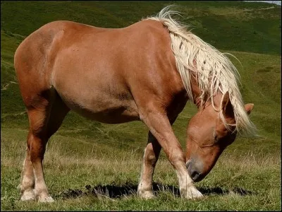 Quelle est cette race ?