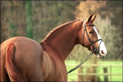 Quelle est cette race ?