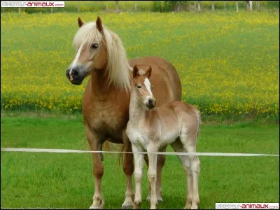 Quelle est cette race ?