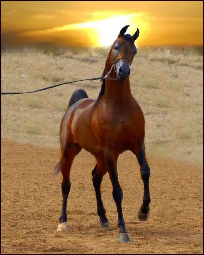 Quelle est cette race ?