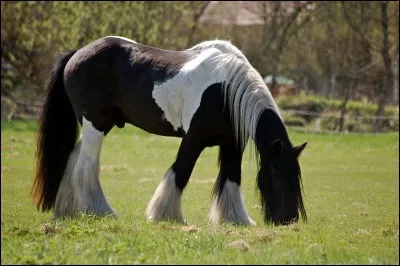 Quelle est cette race ?