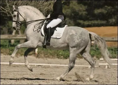 Quelle est cette race ?