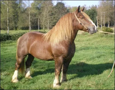 Quel est cette race ?