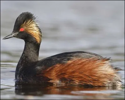 Quel est ce palmipède ?