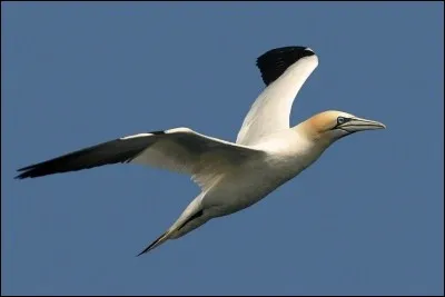 Quel est ce palmipède ?