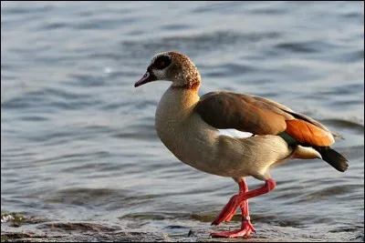 Quel est ce palmipède ?