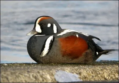 Quel est ce palmipède ?