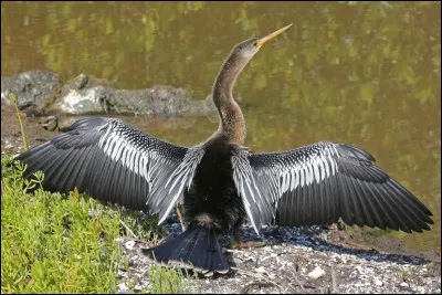 Quel est ce palmipède ?