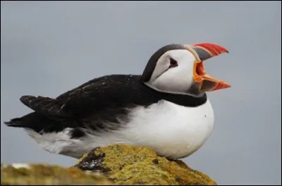 Quel est ce palmipède ?