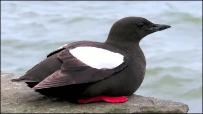 Quel est ce palmipède ?