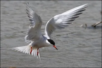 Quel est ce palmipède ?