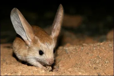 Quel est ce rongeur ?