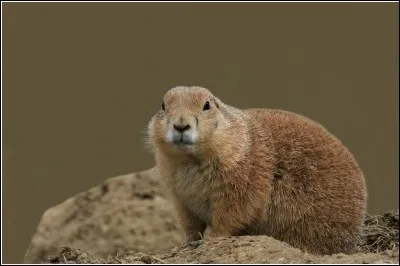 Quel est ce rongeur ?