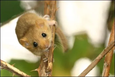 Quel est ce rongeur ?
