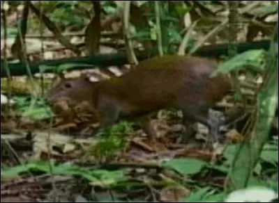 Quel est ce rongeur ?