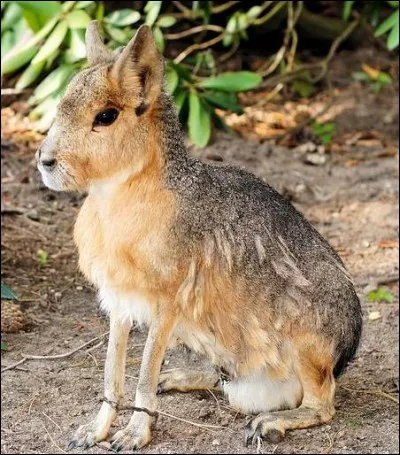 Quel est ce rongeur ?
