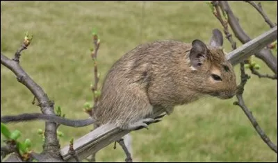 Quel est ce rongeur ?