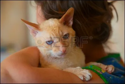 Te mord-il les cheveux ?