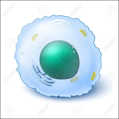 Que ne trouve-t-on pas dans une cellule animale ?