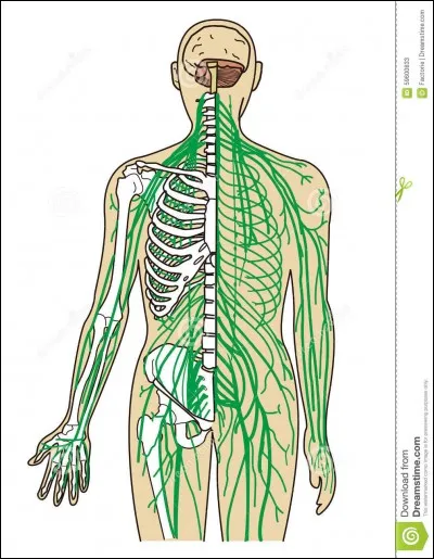 Quel est le nerf étant cardio-modérateur ?