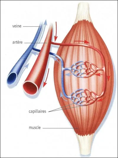 Quelle est la modification corporelle qui ne permet pas de prioriser l'envoi du sang dans les muscles lors d'un effort ?