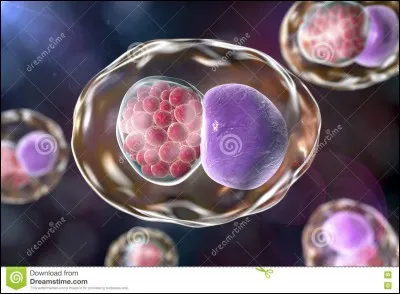 Que permet la respiration cellulaire ?