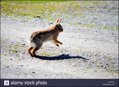 Un lapin veut traverser la route mais une voiture arrive :