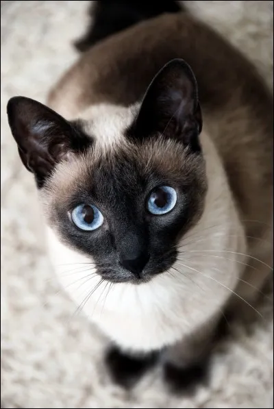 Quelle est la phobie de Papillon de Nuit ?