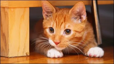 Quel symbole possède Coeur de Flamme sur la patte ?