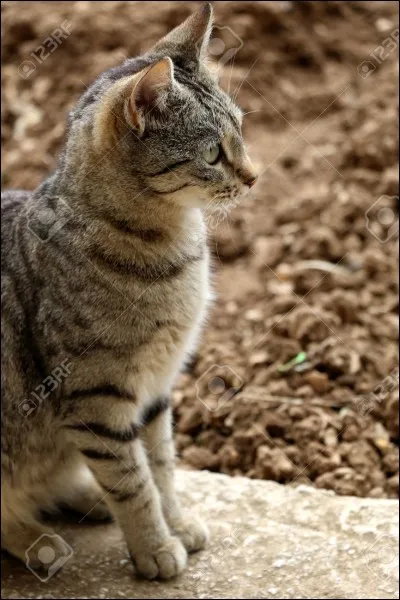 Qui est l'apprenti(e) de la guérisseuse ?
