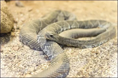 Il faut l'agiter pour s'en servir, c'est le ou la...