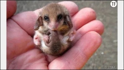 Quel est cet animal pygm&eacute;e ?