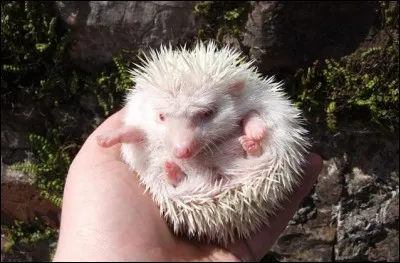 Quel est cet animal pygm&eacute;e ?