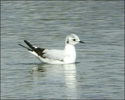 Quel est cet animal pygm&eacute;e ?