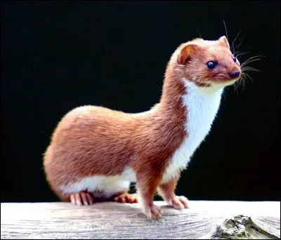 Quel est cet animal pygm&eacute;e ?