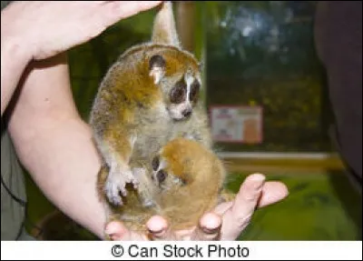 Quel est cet animal pygm&eacute;e ?