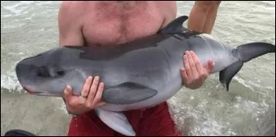 Quel est cet animal pygm&eacute;e ?