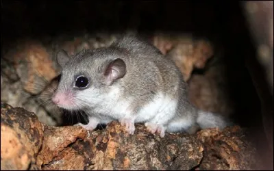 Quel est cet animal pygm&eacute;e ?