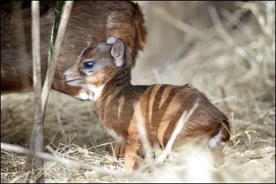 Quel est cet animal pygm&eacute;e ?