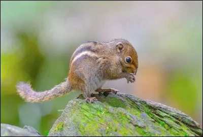Quel est cet animal pygm&eacute;e ?