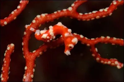 Quel est cet animal pygm&eacute;e ?