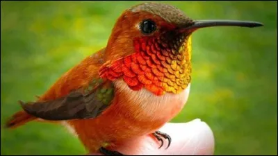 Quel est cet animal pygm&eacute;e ?