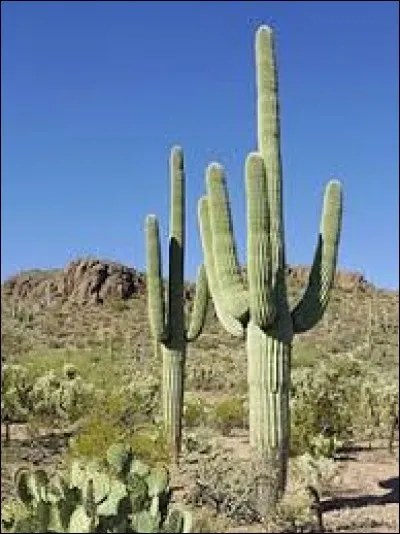 Le saguaro est un cactus géant. Il est capable d'emmagasiner assez d'eau pour résister à la sécheresse pendant ...