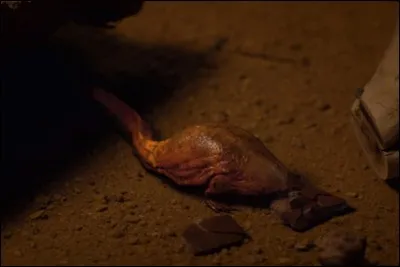 Comment Dustin appelle-t-il la mystérieuse créature qu'il a trouvée ?