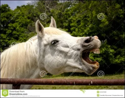 Quel est le cri du cheval ?