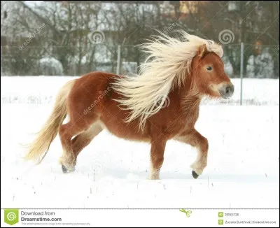 Quelle race de cheval est la plus petite ?