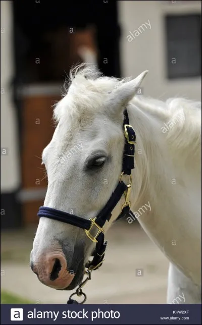Que signifie le fait de mettre les oreilles en arrière chez le cheval ?
