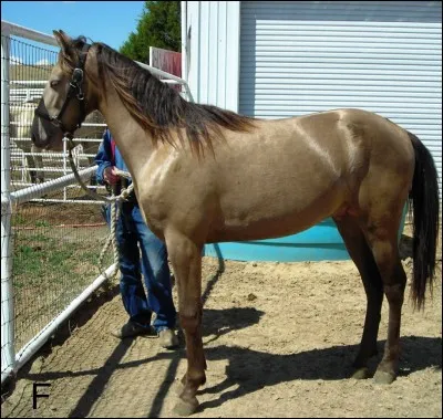 La robe café au lait existe-t-elle ?