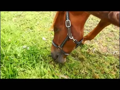 Quel est le régime alimentaire du cheval ?